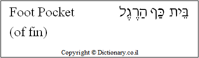 'Foot Pocket (of Fin)' in Hebrew 'Foot Pocket (of Fin)' in Hebrew
